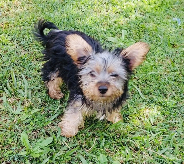 Australian Silky Terrier Puppy -1 Female | Dogs & Puppies | Gumtree