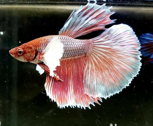 Lavender Male Dumbo Halfmoon Betta (N135)