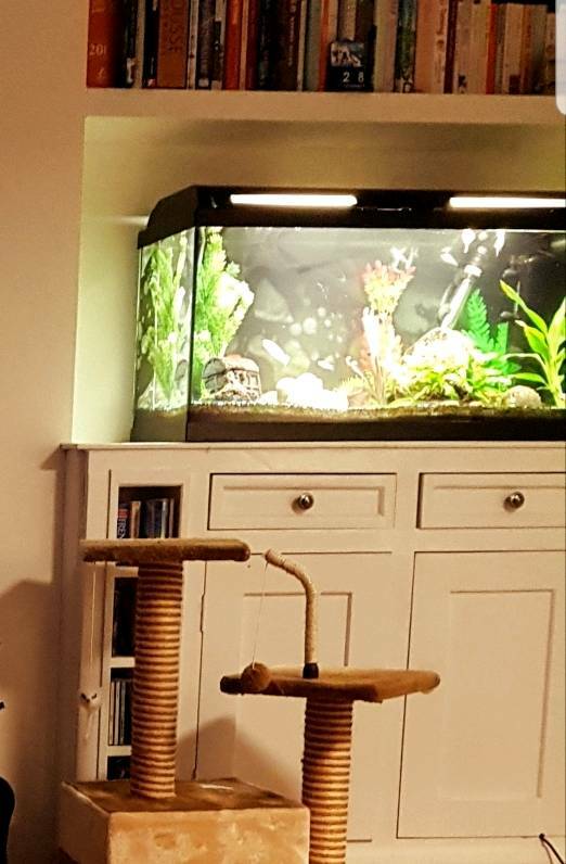 Tropical fish tank 100l in Brentwood, Essex Gumtree