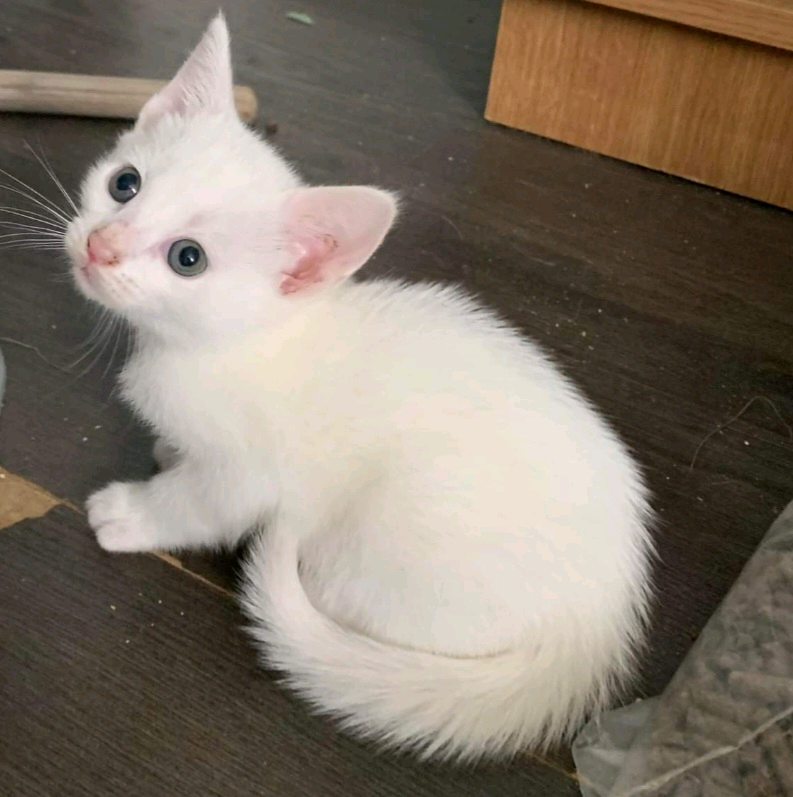 Kittens for sale in Harrow, London Gumtree