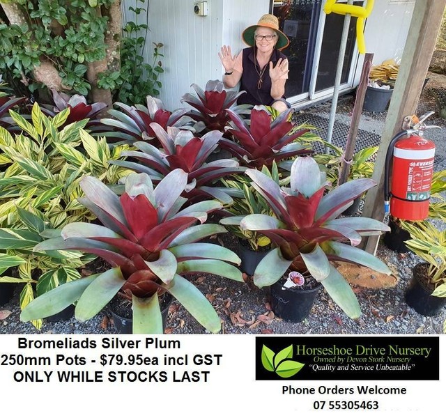 Bromeliads Silver Plum 250mm Pots Absolutely Splendid! Plants Plants