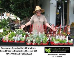 Looking for CHEAP plants - CHECK THESE OUT - All under $12 HS095 Mudgeeraba Gold Coast South Preview