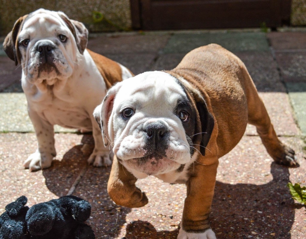 Beautiful English/British Bulldog Puppies for Sale ! in Colchester