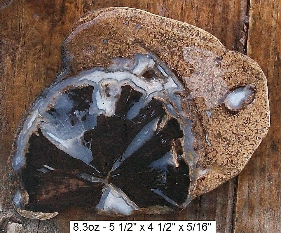 WYOMING - EDEN VALLEY BLUE FOREST PETRIFIED WOOD SLAB - TOP GRADE