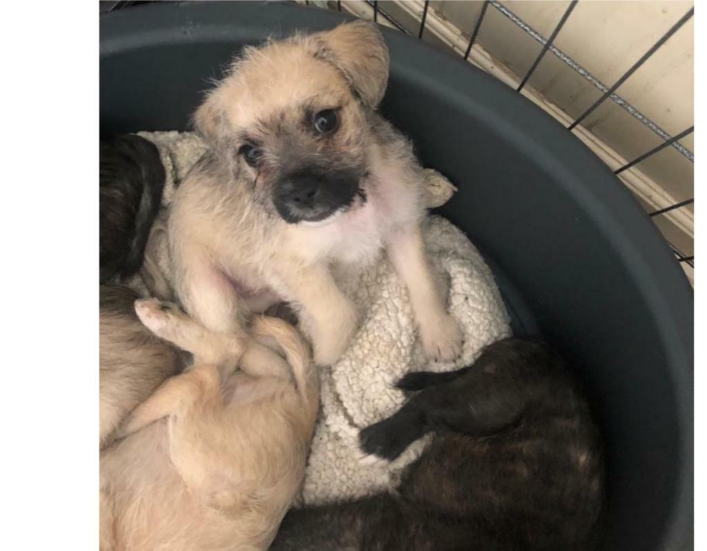 French bulldog x bichon frise puppies (3) left in Enfield, London