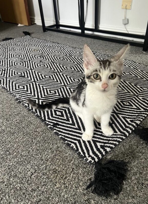 Bengal Kittens for Sale in Birmingham City Centre, West Midlands