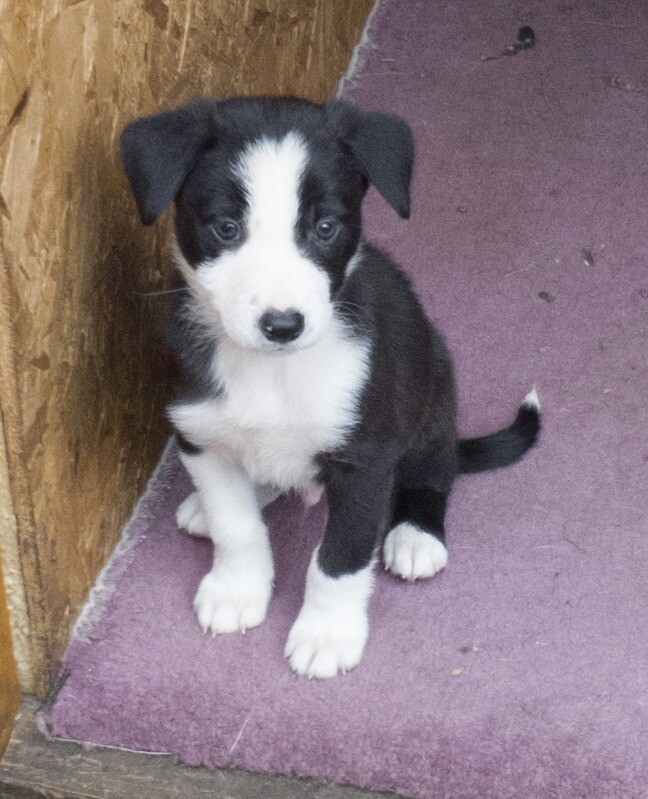Collie puppies for sale. In Elgin Scotland. in Elgin