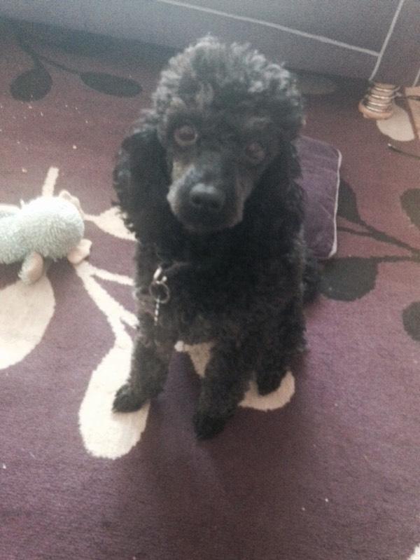 Miniature poodle 2 years old in Wootton, Northamptonshire Gumtree