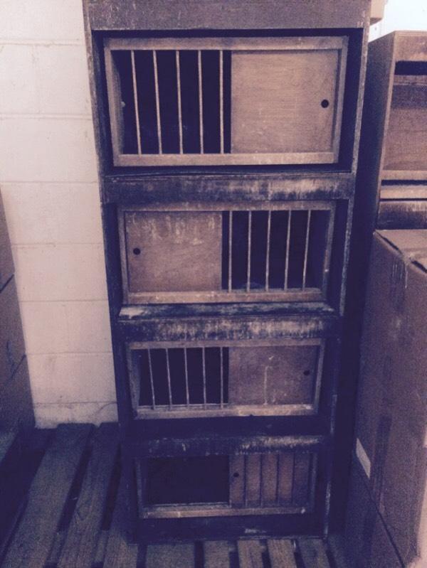 Pigeon nest boxes in Hull, East Yorkshire Gumtree