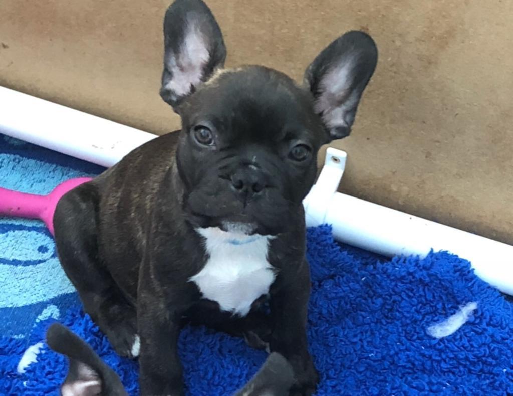 65+ Frenchton Bulldog Puppies Image Bleumoonproductions