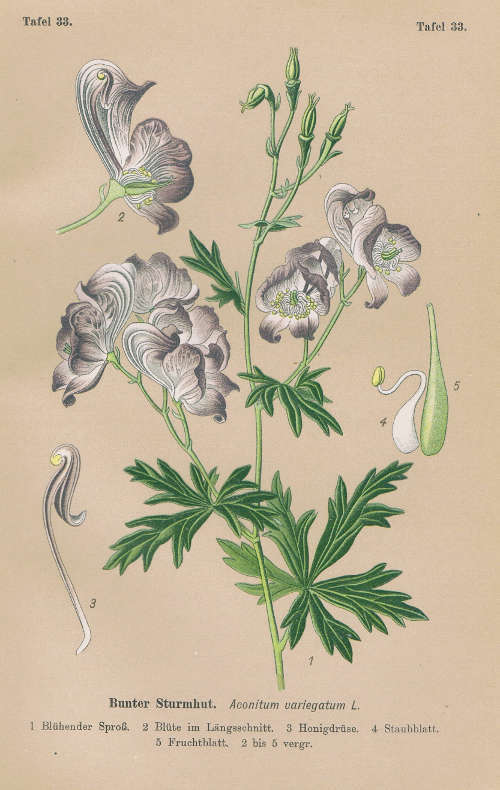 Aconitum Variegatum - Bunter Sturmhut Lithographie Von 1910 Giftpflanzen 