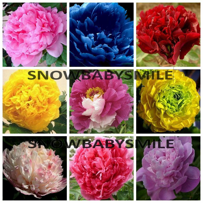 35 VARIETIES RARE CHINA'S TREE PEONY SEEDS PAEONIA SUFFRUTICOSA FLOWERS