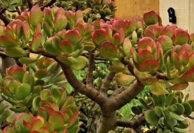 Crassula ovata   Jade Plant, This is for 2 Cuttings, 3 - 5'' in length