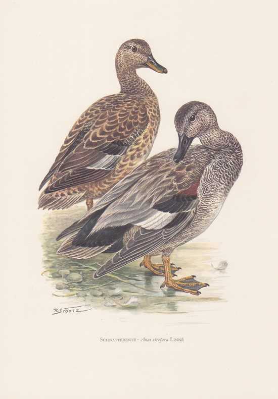 Schnatterente Anas Strepera Farbdruck Von 1958 Mittelente Knarrente Nesselente