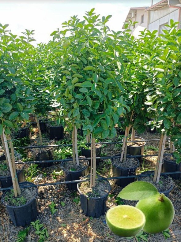 Mexikanische Limette Messicana 140-180 Cm Exotischer Fruchtbaum Citrus