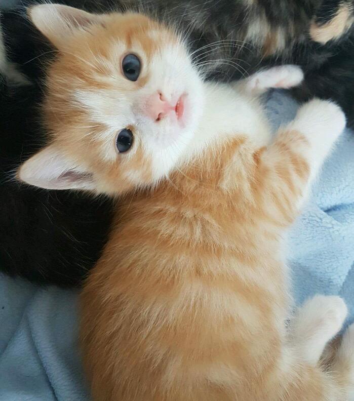 Ginger and white crossed ragdoll | in Kings Norton, West Midlands | Gumtree