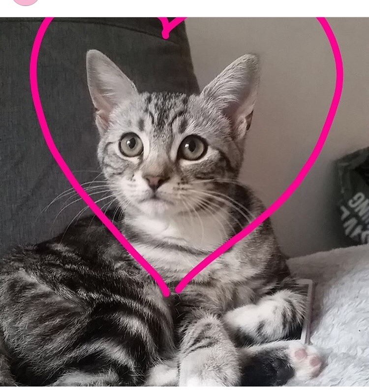 Tabby Cat Missing In Kings Cross London Gumtree