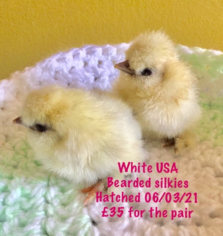 baby chicks, pekins, bearded usa silkies, buff orpingtons