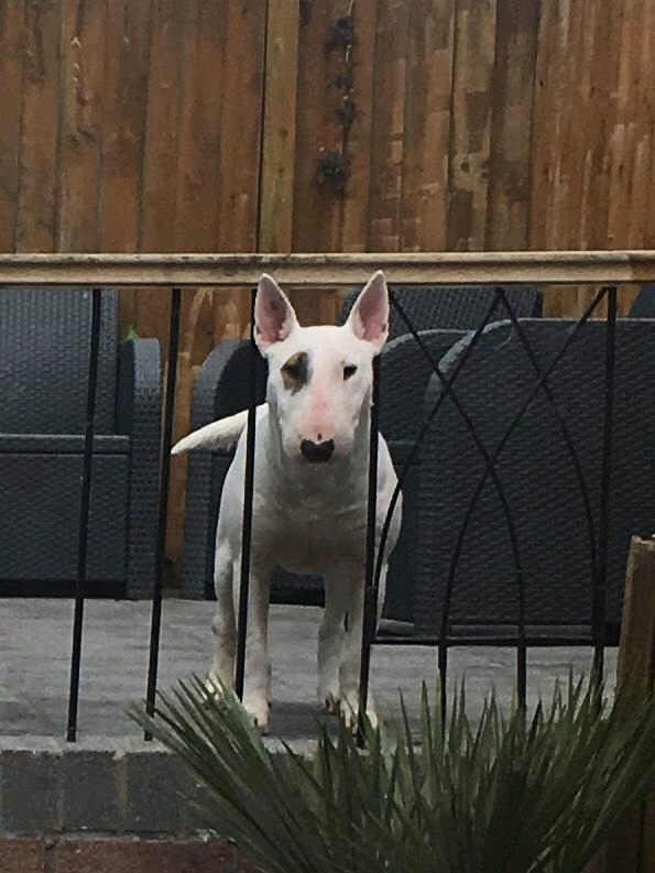 English bull terrier puppies in Llantwit Fardre, Rhondda Cynon Taf