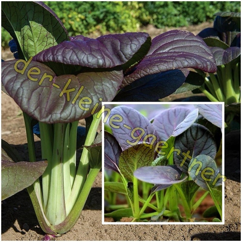 Lila Pak Choi Schnellwachsender Blattkohl Zartes BlattgemÃSe Chinakohl 50 Samen