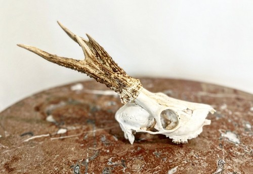 蝦夷鹿hunting trophy（deer skull） 蝦夷鹿hunting trophy（deer skull） Unique Trophy 3 Horn 10