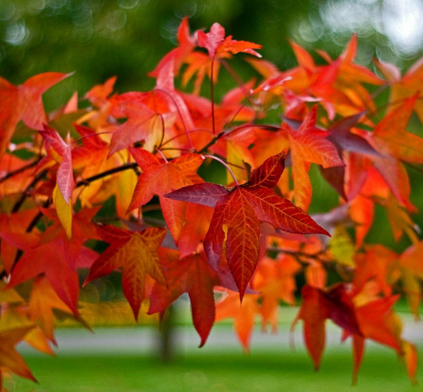 Sweetgum Tree, Quart Pot, 18-24