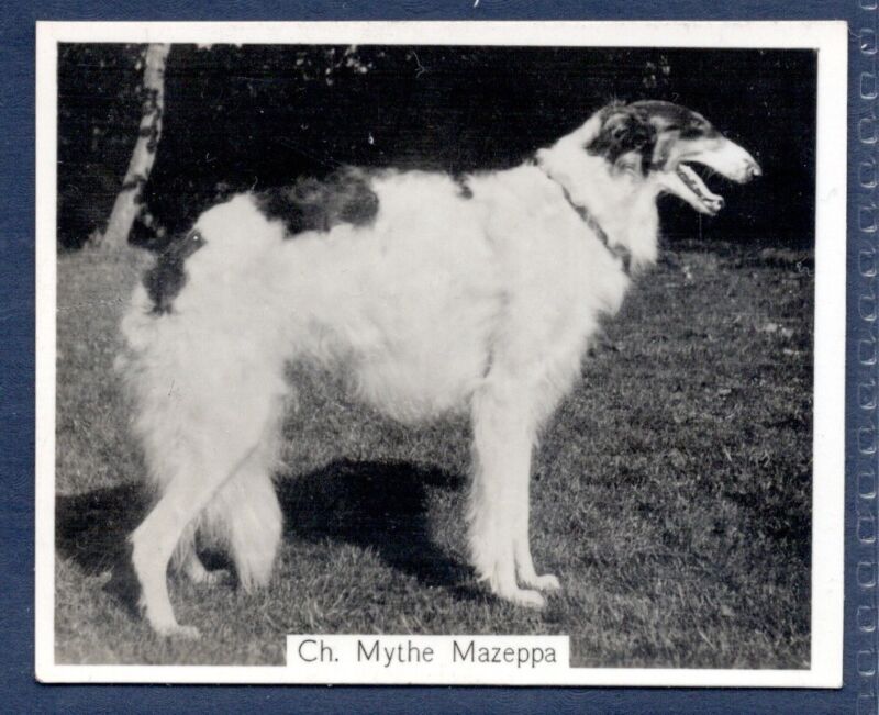 BORZOI- Original CHAMPION DOGS 1930