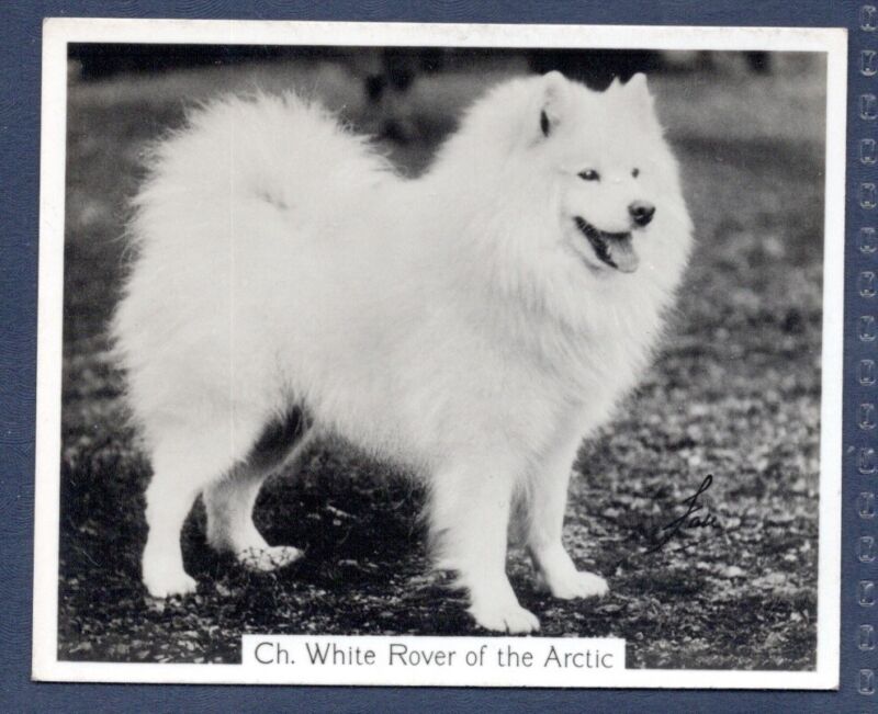 SAMOYED- Original CHAMPION DOGS 1930s Photographic Cigarette Card