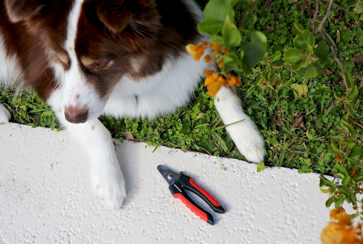 NEW Heavy Pet Duty Dog Cat Rabbit Nail Clipper Cutter Scissors GFD8 USA SLR