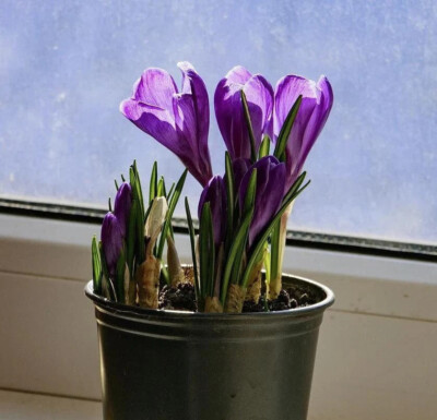 Premium Saffron Bulbs   Grow Your Own Saffron Spice at Home!