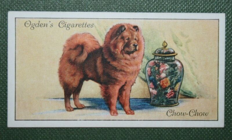 Chow Chow   Edible Dog   Vintage 1936 Illustrated Colour Card  AD09