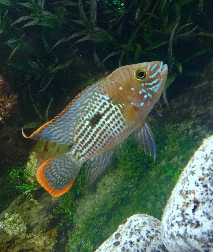 Green Terror Cichlid For Sale