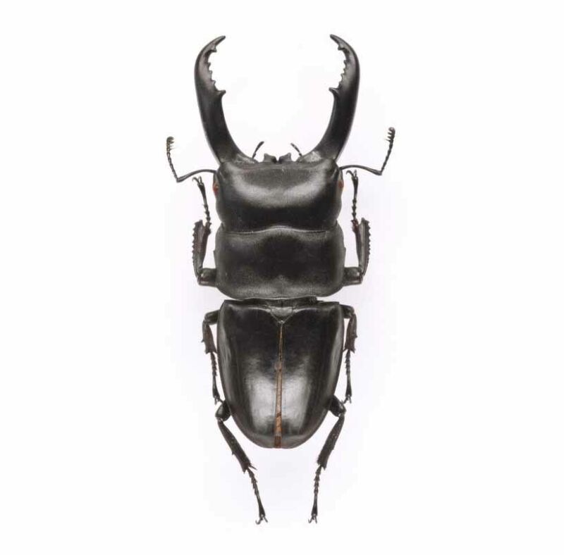 Dorcus reichei ONE REAL STAG BEETLE UNMOUNTED PACKAGED
