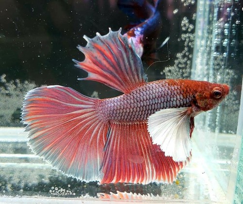 Lavender Male Dumbo Halfmoon Betta (N135)
