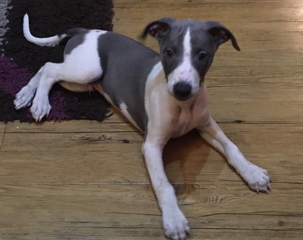 Whippet Puppies KC Registered Blue and White Parti in Wigton, Cumbria