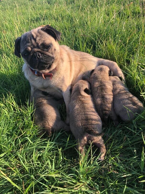 Pug puppies for sale in West Drayton, London Gumtree