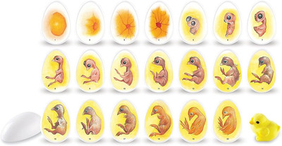Children'S Unisex Chick Life Cycle Learning Exploration Set
