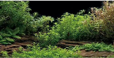 Aquarium Background River Bed & Lake Aquatic Plant Fish Tank Background Vinyl 48