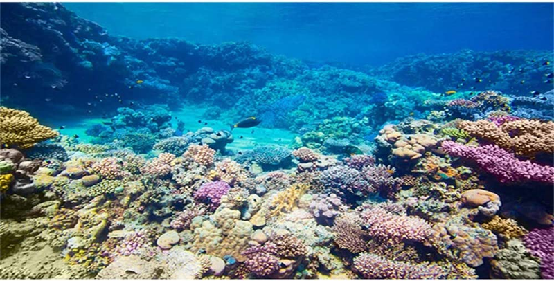 AWERT 48X24 Inches Underwater Aquarium Background Coral Reef Undersea Fish Tank