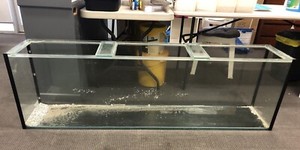 6 foot reptile tank tank aquarium | Pet Products | Gumtree Australia