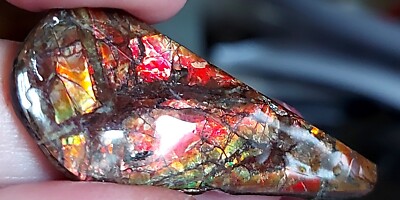 Ammolite  Ammonite Coated Stone 44x17.2x2.5mm #8191