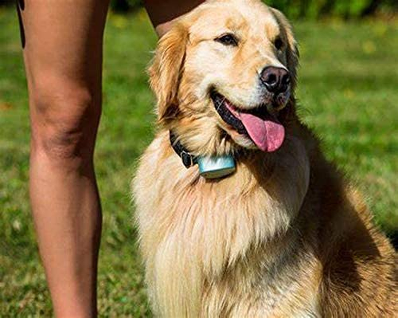 Pet-Fence Compatible for Invisible Fence Battery for Dog Collar, Batteries for D