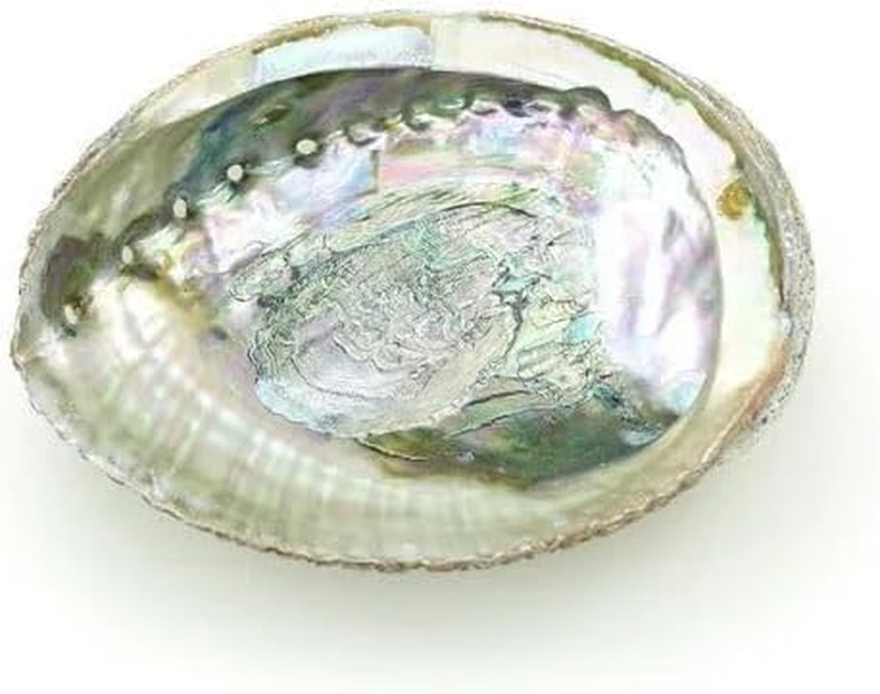 1Pc 4-4.5 Inch Colorful Large Abalone Shell Bowl Natural Smudge Bowl, for Holdin