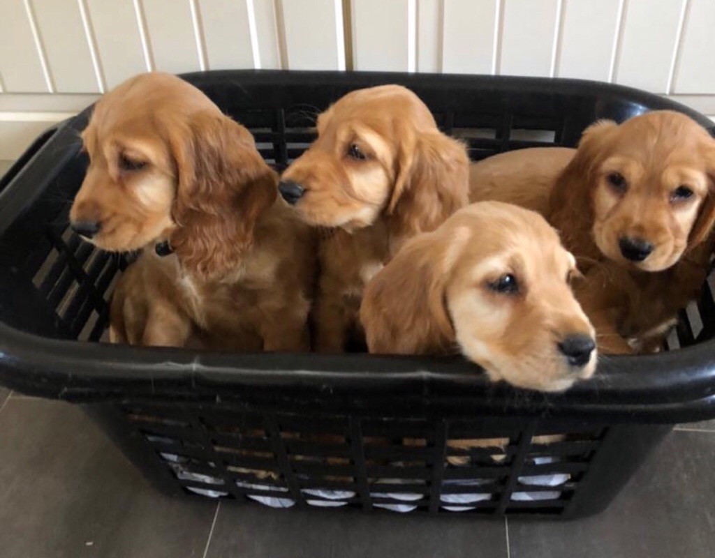 Amazing golden cocker spaniel puppies in Swanley, Kent Gumtree