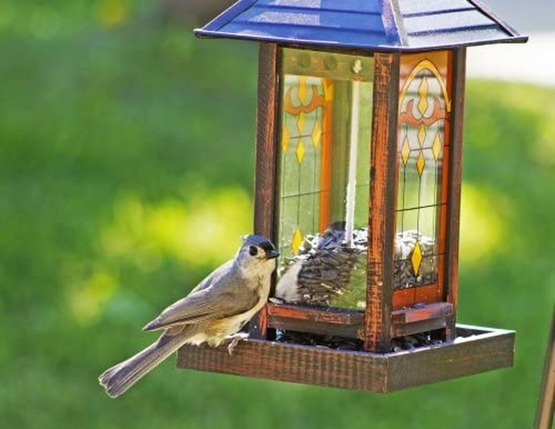 Wagner'S 76027 Black Oil Sunflower Wild Bird Food, 25-Pound Bag