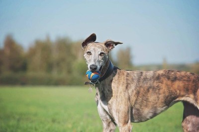 Chuckit Ultra Squeaker Ball Durable High Bounce Chewable Dog Toy Medium 2pack