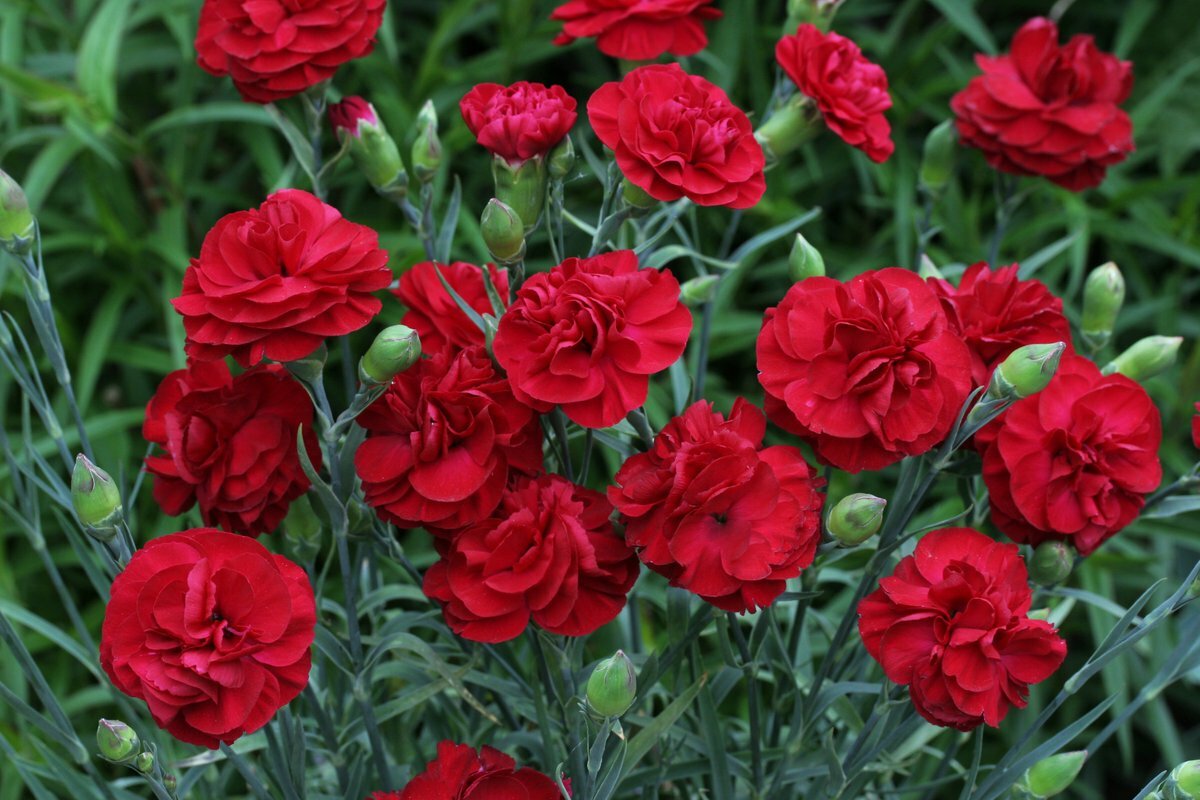 Live Carnation (red) aka Dianthus 'Passion' PP20440 Plant Fit 1 Gallon Pot