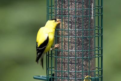 Squirrel Buster Finch Squirrel-proof Bird Feeder w/4 Metal Perches & 8 Feeding