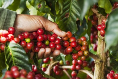5 lb COLOMBIA SUPREMO FRESH ROASTED COLOMBIAN COFFEE BEANS - ARABICA BEANS