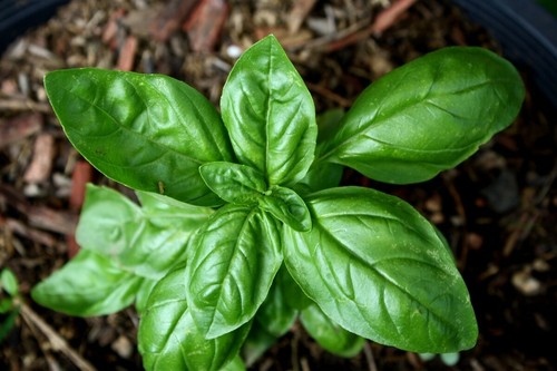 200 MOZZARELLA BASIL Sweet Italian Heirloom Ocimum Basilicum Herb Flower Seeds